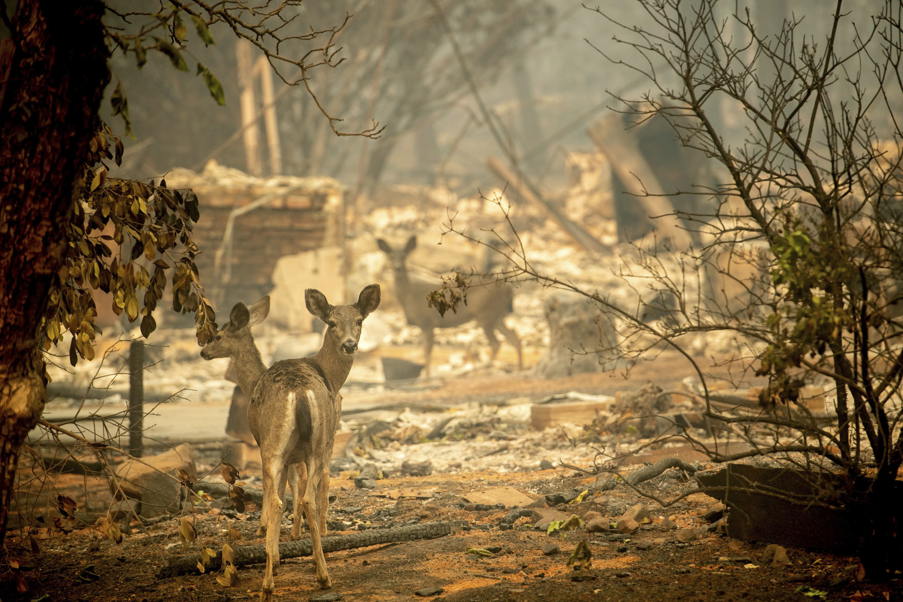 APTOPIX California Wildfires
